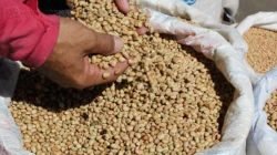 A rápida elevação nos preços do feijão está associada às questões climáticas, que acabam por prejudicar a sua produção no país