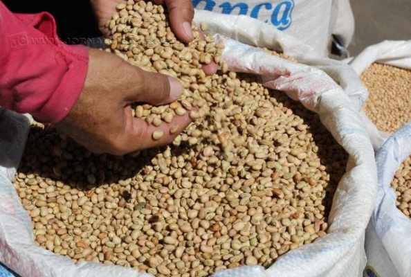 A rápida elevação nos preços do feijão está associada às questões climáticas, que acabam por prejudicar a sua produção no país