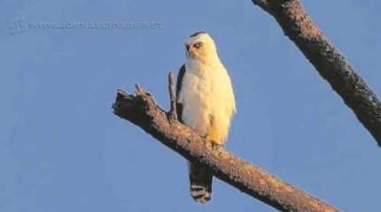 Com sede na Feena, o NOANA - Núcleo de Observação de Aves Navarro de Andrade pretende fortalecer uma nova cultura em relação à preservação das aves e também do meio ambiente