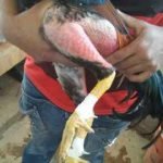 Galos eram provocados pelos participantes para brigarem até a morte