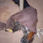 Galos eram provocados pelos participantes para brigarem até a morte