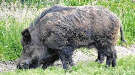 Facilmente encontrados na região, javaporcos têm a carne bastante apreciada. A caça auxilia para que a população seja mantida em baixas densidades. Desse modo, não trarão prejuízos à biodiversidade
