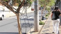 Na Avenida 5, ao lado da Igreja Matriz São João Batista, cabos de telefonia estão presos à árvore