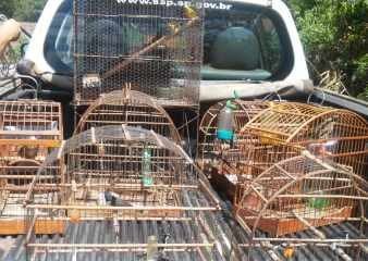 Polícia apreendeu aves que estavam em cativeiro sem a devida autorização do IBAMA (Instituto Brasileiro do Meio Ambiente e dos Recursos Naturais Renováveis)