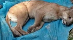 Polícia Ambiental, Feena e membros da Mata Ciliar estiveram envolvidos no salvamento de onça-parda no Horto de Rio Claro