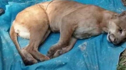 Polícia Ambiental, Feena e membros da Mata Ciliar estiveram envolvidos no salvamento de onça-parda no Horto de Rio Claro