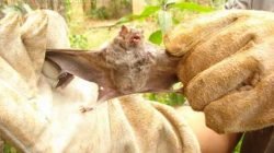 Caso morcego seja encontrado caído ao chão, o Zoonoses deverá ser acionado para a recolhimento