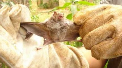 Caso morcego seja encontrado caído ao chão, o Zoonoses deverá ser acionado para a recolhimento