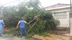 Funcionários fizeram a remoção dos galhos em residência na Vila Paulista