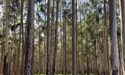 SP teria ordenado corte de árvores para suprir falta de recursos para pagamento da folha salarial
