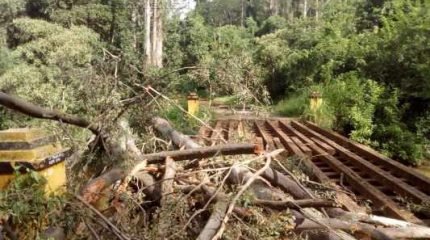 Leitor do JC registrou situação da ponte na Floresta Estadual Edmundo Navarro de Andrade. Há alguns dias uma árvore caiu sobre ela