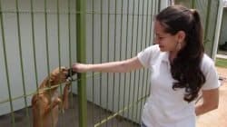 São 114 cachorros, entre adultos e filhotes, e outros 12 gatos disponíveis para adoção responsável no Canil Municipal