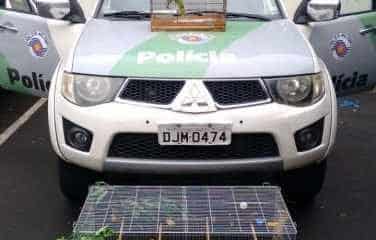 Três pássaros silvestres foram aprendidos na residência