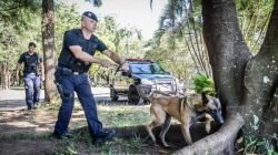 Equipe da GCM tem especialização em adestramento e treinamento de cães para detecção de drogas, armas e explosivos, além de figuração e proteção à comunidade.
