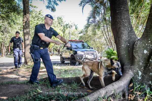 Equipe da GCM tem especialização em adestramento e treinamento de cães para detecção de drogas, armas e explosivos, além de figuração e proteção à comunidade.