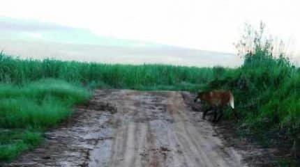 Animal caminhou tranquilamente pela área de trilha nos arredores do Horto