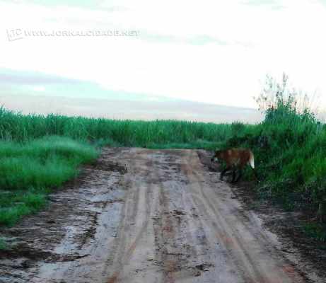 Animal caminhou tranquilamente pela área de trilha nos arredores do Horto
