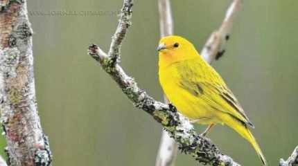 Segundo veterinário e membro da Diretoria Técnica, a Associação Rioclarense de Ornitólogos (ARO) existe há mais de 20 anos (Foto: ilustrativa)