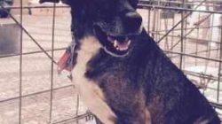 Cães filhotes e adultos estarão disponíveis para adoção responsável hoje (11)