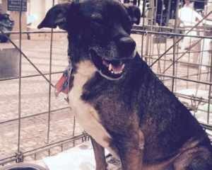 Cães filhotes e adultos estarão disponíveis para adoção responsável hoje (11)