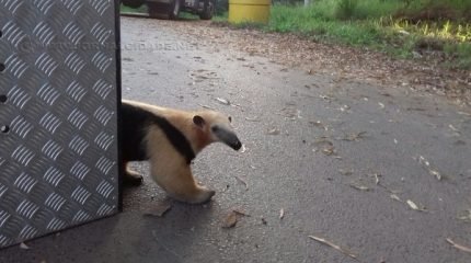 Animal apareceu no bairro Jardim Itapuã, foi resgatado e solto no antigo Horto Florestal de Rio Claro