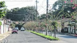 Ajapi em comemoração: distrito é maior que 200 municípios do Estado de São Paulo