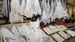 Ao contrário do que muitos dizem, bacalhau é, sim, o nome de um peixe e não um processo de preparação que utiliza a salga.