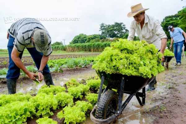 Primeira colheita foi realizada na manhã de quinta-feira (6) e hortaliças encaminhadas ao Fundo Social de Solidariedade.
