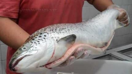 Vale à pena investir um pouco mais de tempo na verificação do produto e garantir que o peixe esteja úmido, firme e sem manchas.