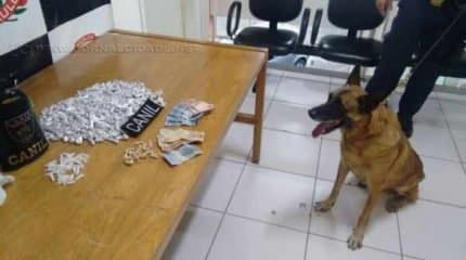 Operação conjunta Polícia Civil e Guarda Civil Municipal detém traficantes de entorpecentes e procurado pela Justiça