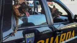 Adoção segue escala de prioridade, primeiro membros do canil, seguido por guardas municipais e comunidade.