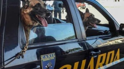 Adoção segue escala de prioridade, primeiro membros do canil, seguido por guardas municipais e comunidade.