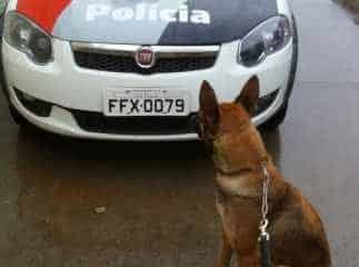 Polícia Militar localiza 5 kg de maconha em terreno no Jardim Novo II