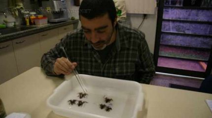 O biólogo Leo Malagoli em laboratório na Unesp Rio Claro com as espécies de Hylodes