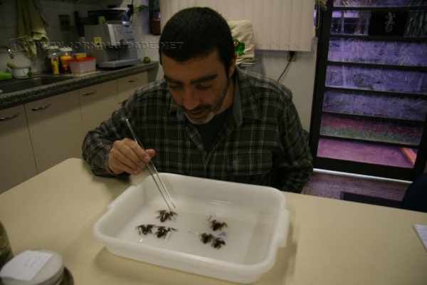 O biólogo Leo Malagoli em laboratório na Unesp Rio Claro com as espécies de Hylodes