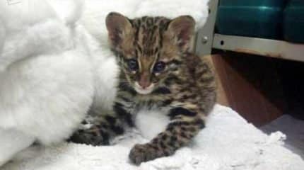 Filhote, que ganhou o nome de Joaquim, foi encontrado e resgatado de área entre Piracicaba e Santa Bárbara D´Oeste