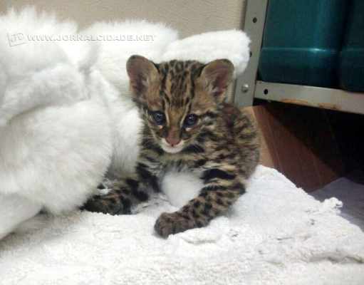 Filhote, que ganhou o nome de Joaquim, foi encontrado e resgatado de área entre Piracicaba e Santa Bárbara D´Oeste