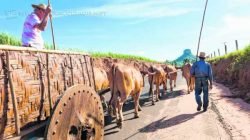 Carro de bois conduzido por Toninho Rozin e o ajudante João Francisco de Faria participa da Romaria de Cavaleiros carregando a imagem da Santa (foto: Renato Camozzi)