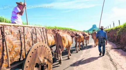 Carro de bois conduzido por Toninho Rozin e o ajudante João Francisco de Faria participa da Romaria de Cavaleiros carregando a imagem da Santa (foto: Renato Camozzi)