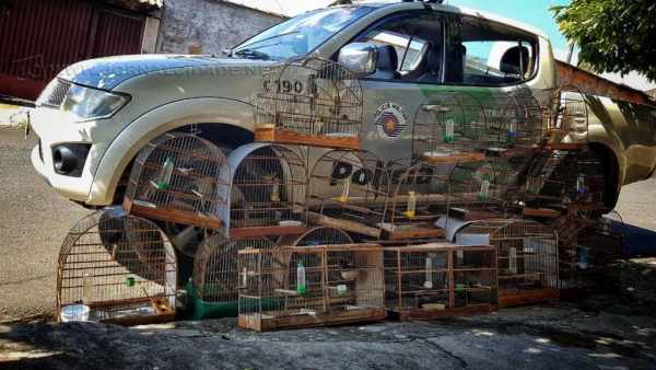 Aves foram apreendidas pela Polícia Militar de Rio Claro com indivíduo no bairro Santa Eliza no último domingo (25)