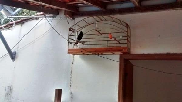 Diversas aves foram localizadas em uma residência na cidade de Rio Claro na tarde de quinta-feira