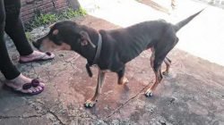 Cão foi encontrado em um quintal, muito magro, sem alimentação e com água insalubre e insuficiente; proprietária nega maus-tratos