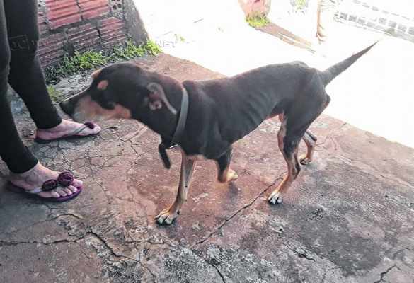 Cão foi encontrado em um quintal, muito magro, sem alimentação e com água insalubre e insuficiente; proprietária nega maus-tratos