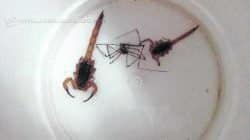 Número abrange os meses de janeiro a julho de 2017; já, em 2016, 39 escorpiões foram localizados em Rio Claro