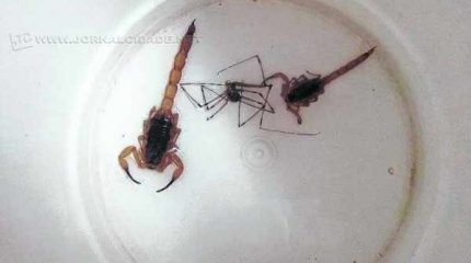 Número abrange os meses de janeiro a julho de 2017; já, em 2016, 39 escorpiões foram localizados em Rio Claro