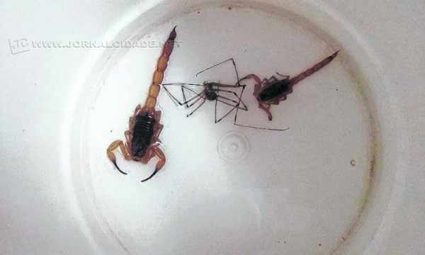 Número abrange os meses de janeiro a julho de 2017; já, em 2016, 39 escorpiões foram localizados em Rio Claro