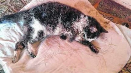 Animal foi encontrado dentro do capô de um carro com sinais de envenenamento (foto - Sivaldo Elias)