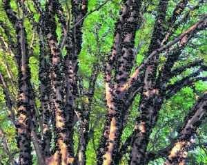 O leitor Rodney Luciano registrou uma jabuticabeira completamente tomada pelo fruto em Rio Claro