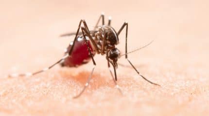 Rio Claro tiene cuatro nuevos casos de dengue