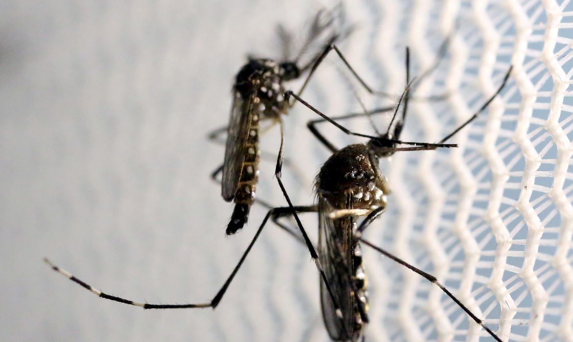 Rio Claro registrou 31 casos de dengue nesta semana